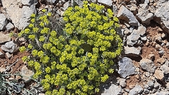 Odontarrhena muralis
