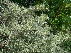 Hippophae
