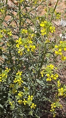Odontarrhena muralis