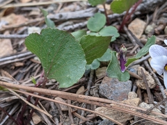Viola cuneata