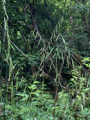 Pleuropogon refractus