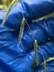 Pleuropogon refractus