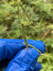 Pleuropogon refractus