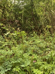 Pleuropogon refractus