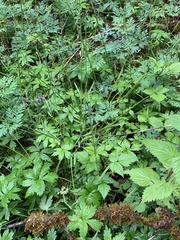 Pleuropogon refractus