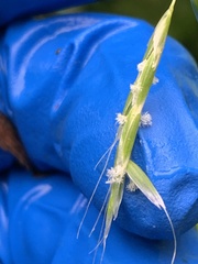 Pleuropogon refractus