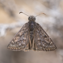 Erynnis telemachus