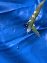 Pleuropogon refractus