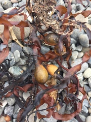 Carpophyllum flexuosum