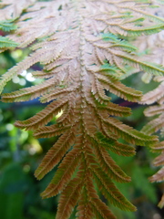 Selaginellaceae