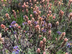Castilleja praeterita