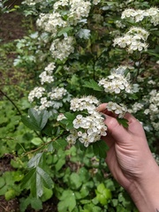 Crataegus monogyna