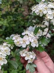 Crataegus monogyna