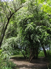 Crataegus monogyna
