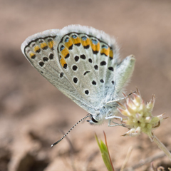 Plebejus melissa