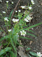 Cerastium nemorale