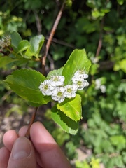 Crataegus gaylussacia