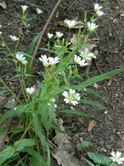 Cerastium nemorale