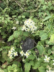 Clematis brevicaudata