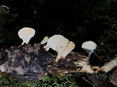 Trametes modesta