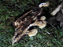 Trametes modesta