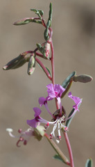 Clarkia tembloriensis