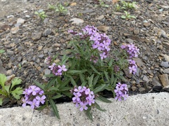 Dontostemon dentatus