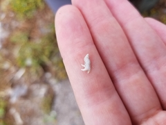 Leptocottus armatus