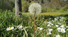 Taraxacum rubicundum