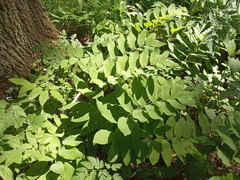 Polygonatum orientale