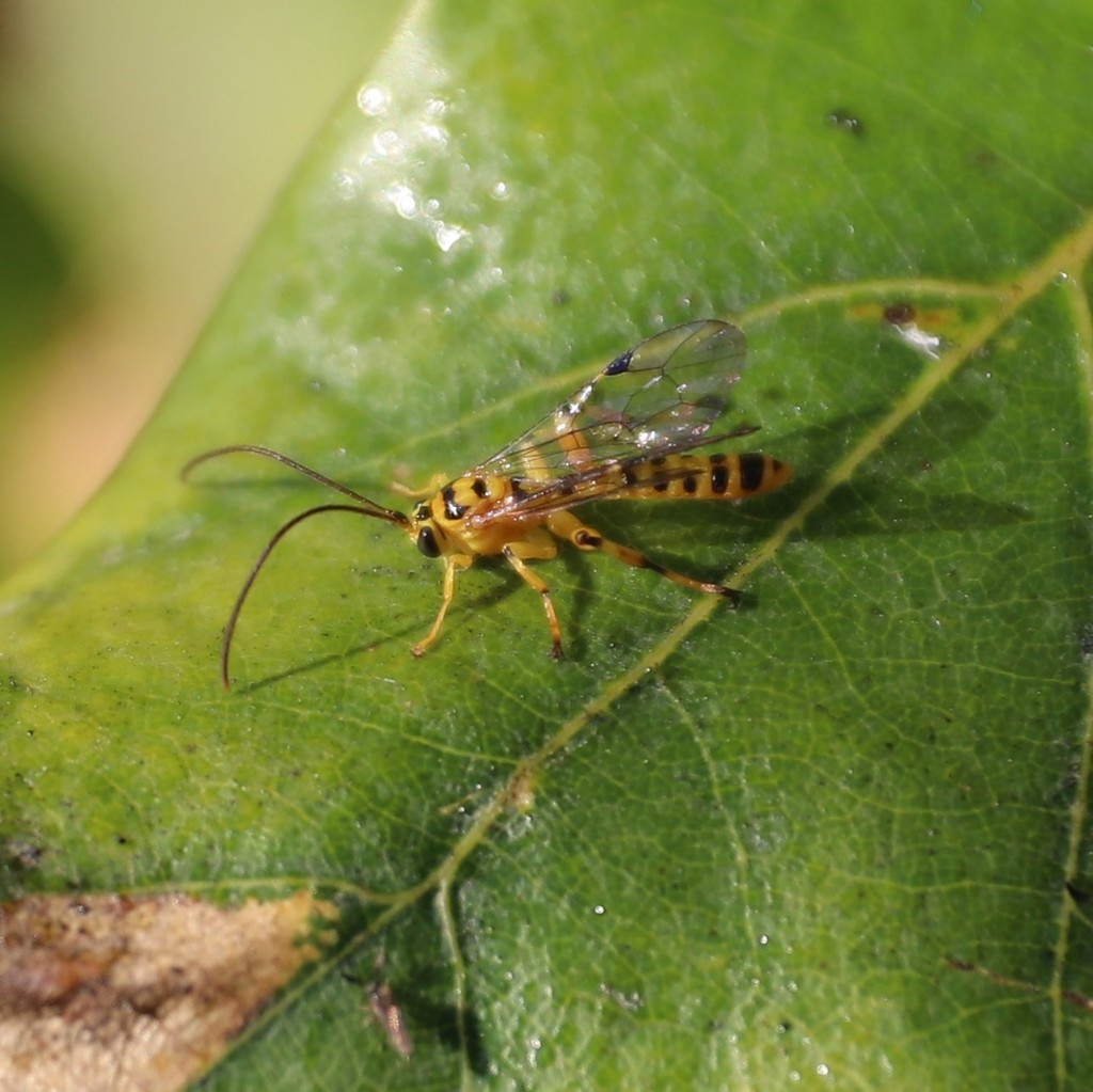Yellowbanded Leafroller Parasitoid Wasp from Jarrahmond VIC 3888