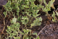 Exodeconus miersii