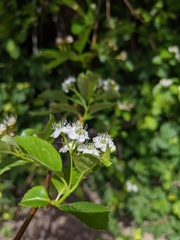 Crataegus gaylussacia