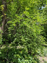 Crataegus gaylussacia