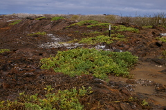 Exodeconus miersii