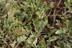 Exodeconus miersii