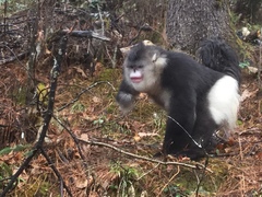 Black Snub-Nosed Monkey photo 3