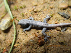 Cnemaspis kottiyoorensis