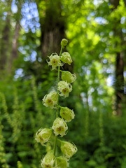 Tellima grandiflora