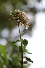 Crassula sarmentosa