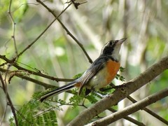 Granatellus venustus