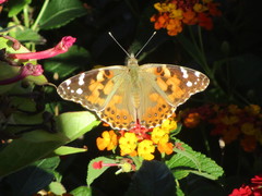 Vanessa cardui