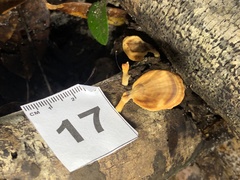 Trametes modesta