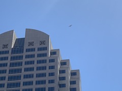 Falco peregrinus anatum