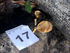 Trametes modesta