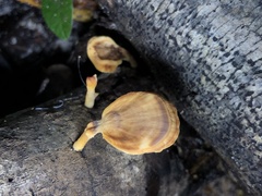 Trametes modesta