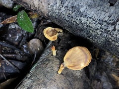 Trametes modesta