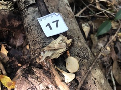 Trametes modesta
