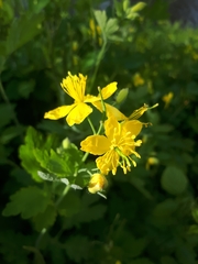 Chelidonium majus
