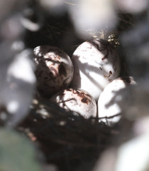 Artemisiospiza belli